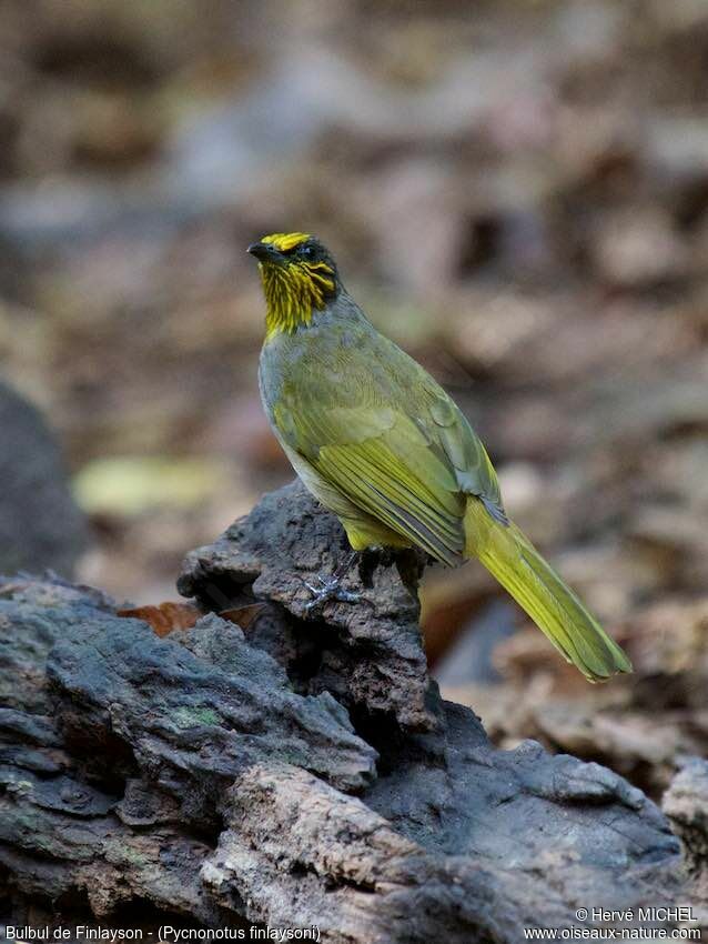 Stripe-throated Bulbul