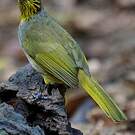 Bulbul de Finlayson
