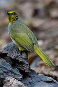 Stripe-throated Bulbul