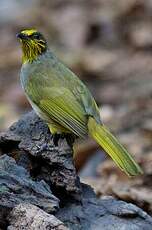 Bulbul de Finlayson