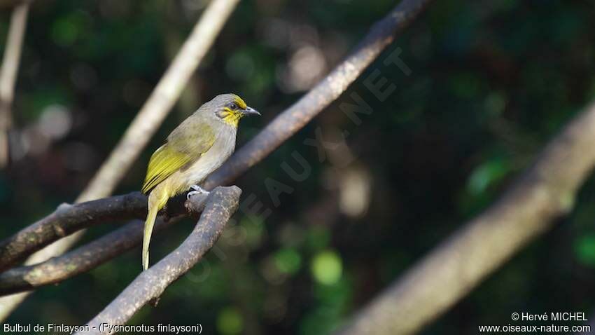 Stripe-throated Bulbul