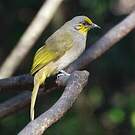 Bulbul de Finlayson