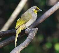 Stripe-throated Bulbul