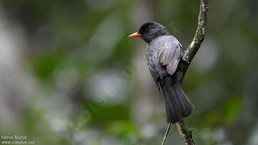 Bulbul de Madagascaradulte, composition