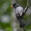 Bulbul de Madagascar