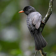 Malagasy Bulbul