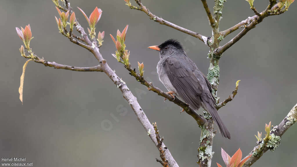 Malagasy Bulbuladult, habitat