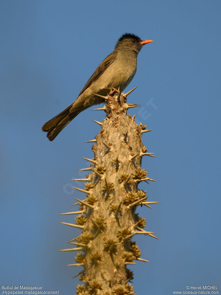 Malagasy Bulbul