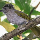 Bulbul de McClelland