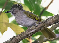 Bulbul de McClelland