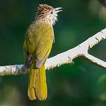Bulbul de McClelland