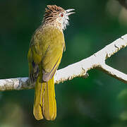 Bulbul de McClelland