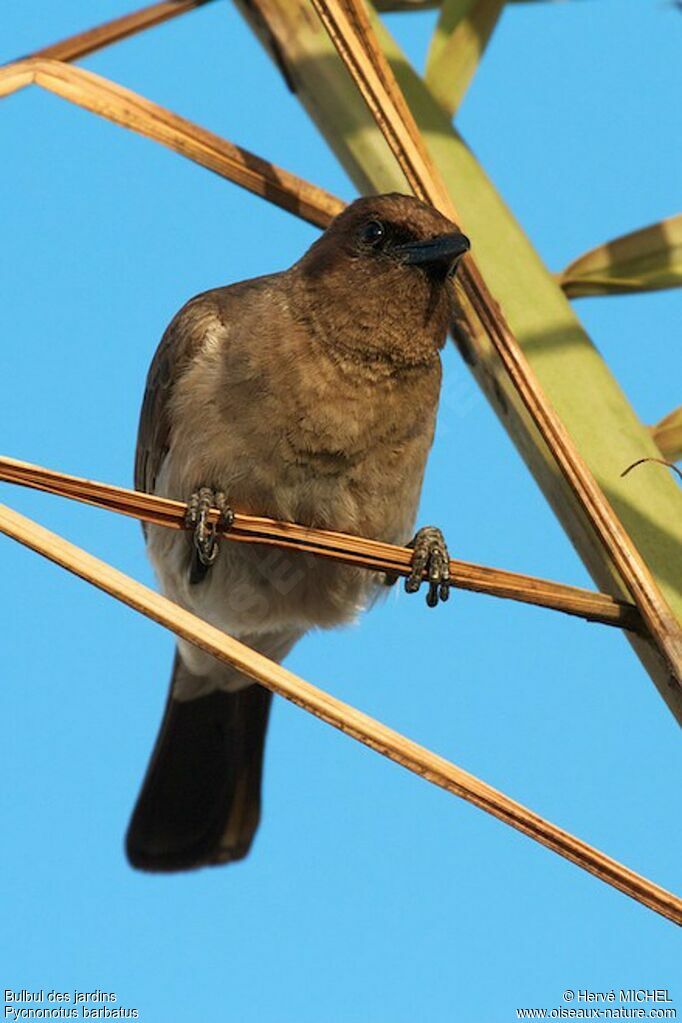 Bulbul des jardinsadulte