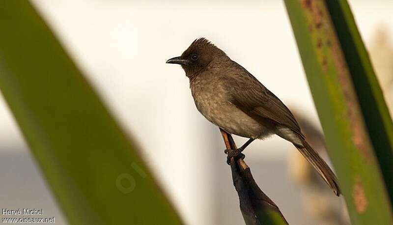 Bulbul des jardinsadulte