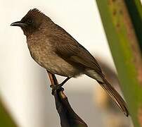 Bulbul des jardins