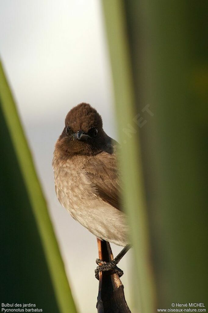 Bulbul des jardinsadulte