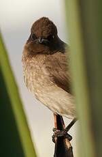 Bulbul des jardins