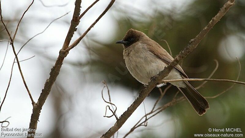 Bulbul des jardinsadulte