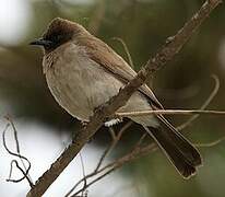 Bulbul des jardins