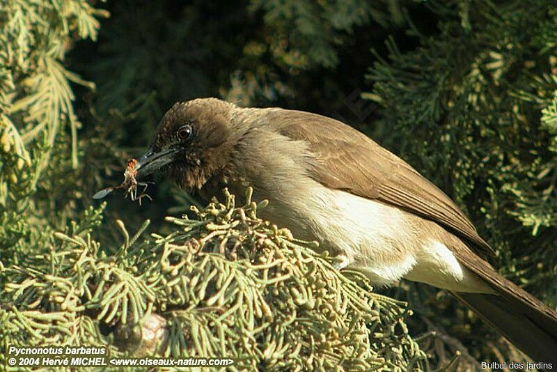 Common Bulbul