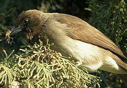 Common Bulbul