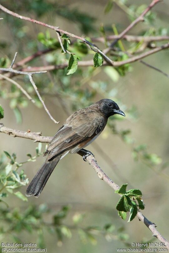 Common Bulbul