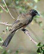 Bulbul des jardins