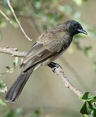 Bulbul des jardins