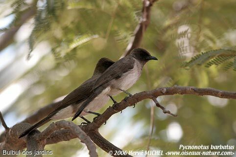 Common Bulbul