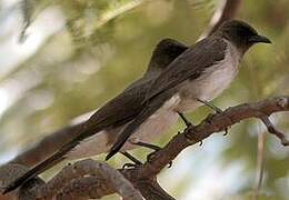 Common Bulbul