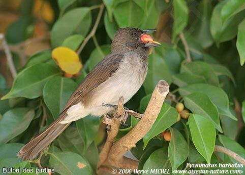 Common Bulbul