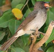 Bulbul des jardins