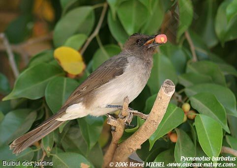 Bulbul des jardins