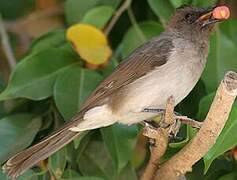 Bulbul des jardins