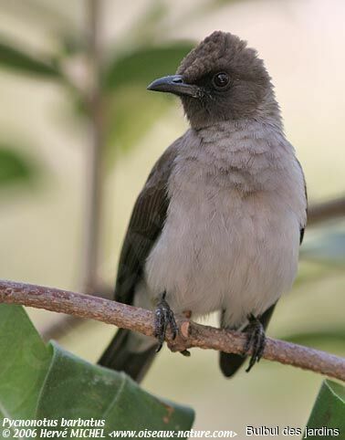 Common Bulbul