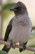 Bulbul des jardins