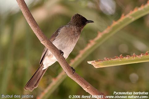 Bulbul des jardins