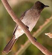 Common Bulbul