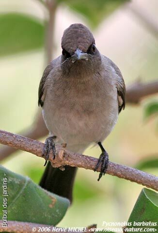 Bulbul des jardins