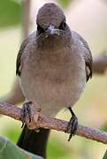 Bulbul des jardins