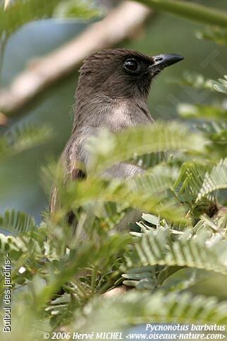 Bulbul des jardins