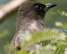 Bulbul des jardins