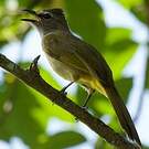 Bulbul flavescent