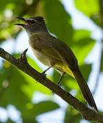 Flavescent Bulbul