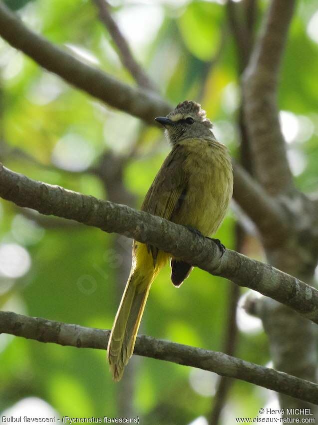 Bulbul flavescent