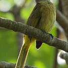 Bulbul flavescent
