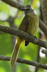 Bulbul flavescent