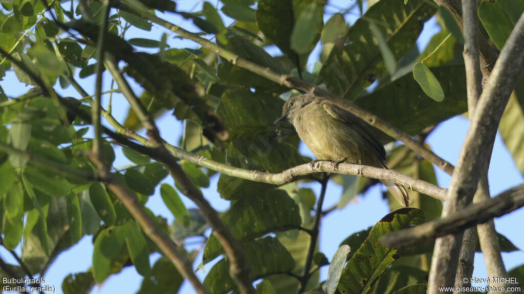 Bulbul gracile