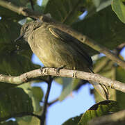 Little Grey Greenbul