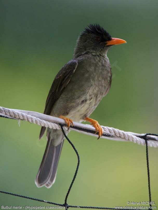 Bulbul merle